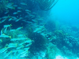 Yellowtail Snappers (without red filter) IMG 5560